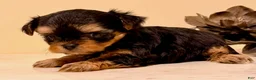 Yorkshire Terrier dogs for sale: Girl 2 - Ad 2