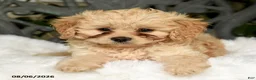 Cavapoo dogs for sale: Tori - Ad 4