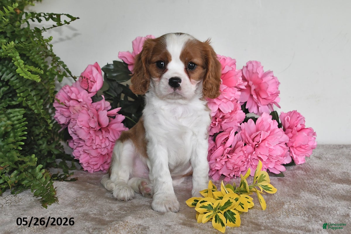 Cavalier King Charles Spaniel dogs Banjo - Ad 1