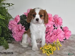 Cavalier King Charles Spaniel dogs for sale: Banjo - Ad 2