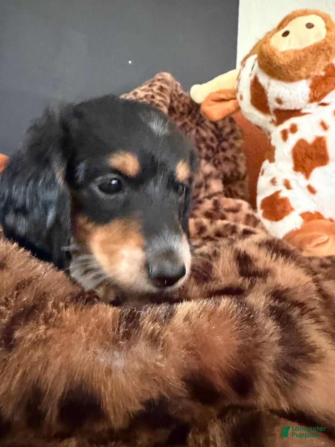 Miniature Dachshund dogs for sale: Miniature Dachshund 3 - Ad 1