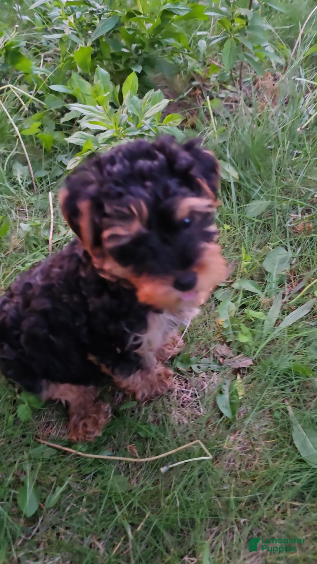 Yorkiepoo dogs Milo  - Ad 2
