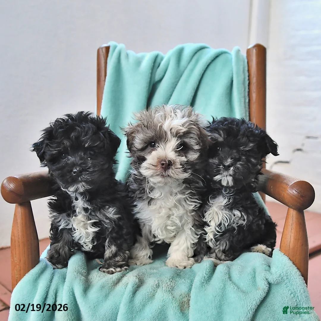 Havanese dogs for sale: Kent  - Ad 5