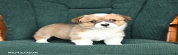Welsh Corgi Pembroke dogs for sale: Ivy - Ad 2