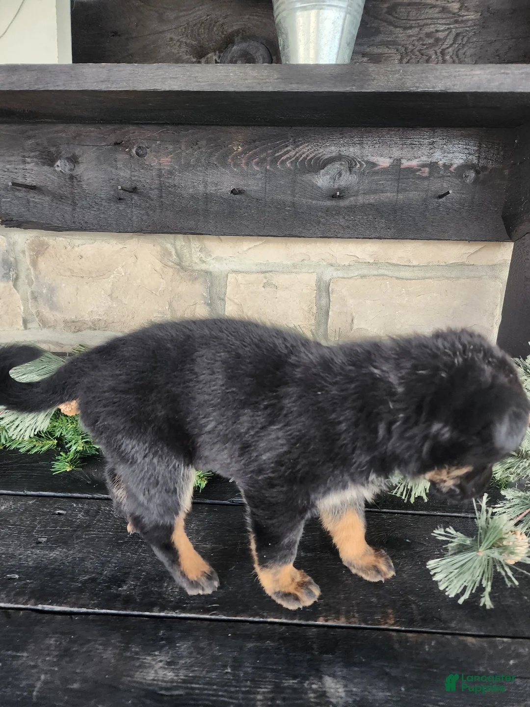 Mixed Breed dogs for sale: Ricky - Ad 7