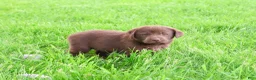 Labrador Retriever dogs for sale: Zoey  - Ad 2