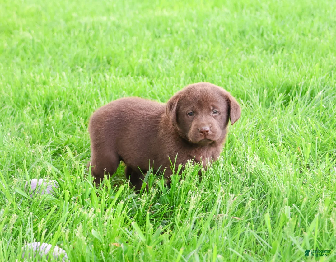 Labrador Retriever dogs for sale: Zoey  - Ad 2