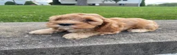 Mixed Breed dogs for sale: Gus - Ad 7