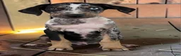 Catahoula Leopard Dog dogs for sale: Tigger 2026 Male 3 - Ad 10