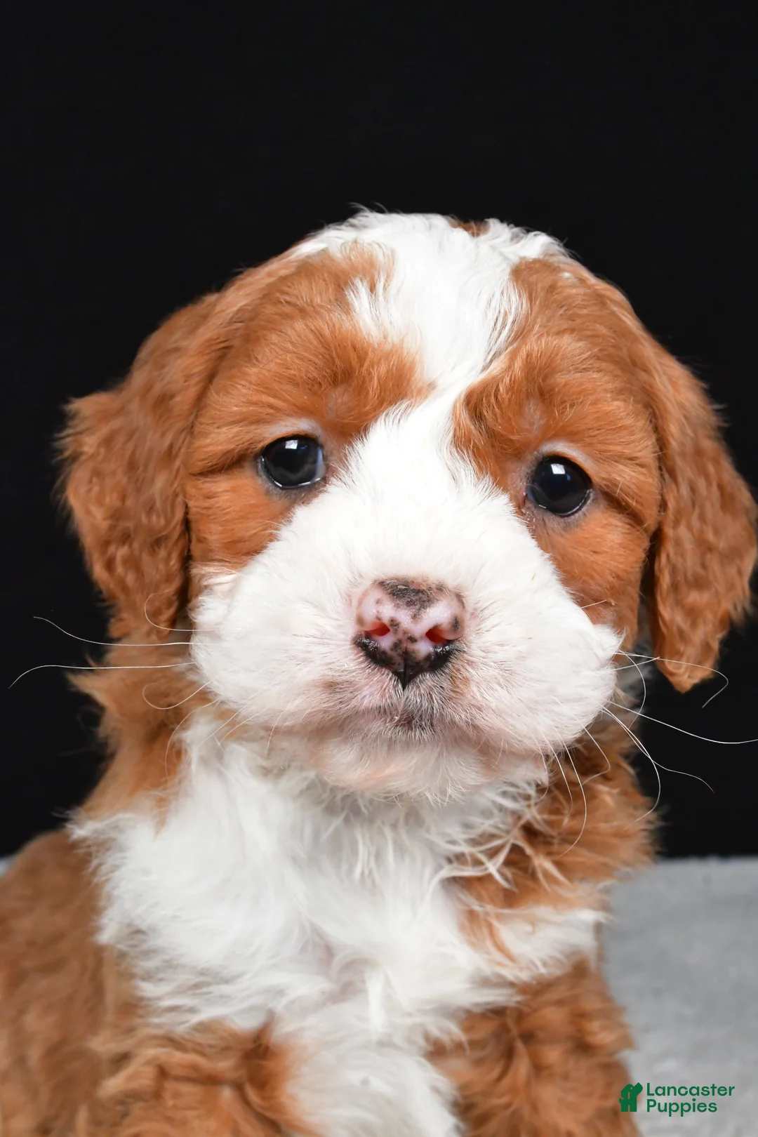 Mini Goldendoodle dogs for sale: Bentley - Ad 4