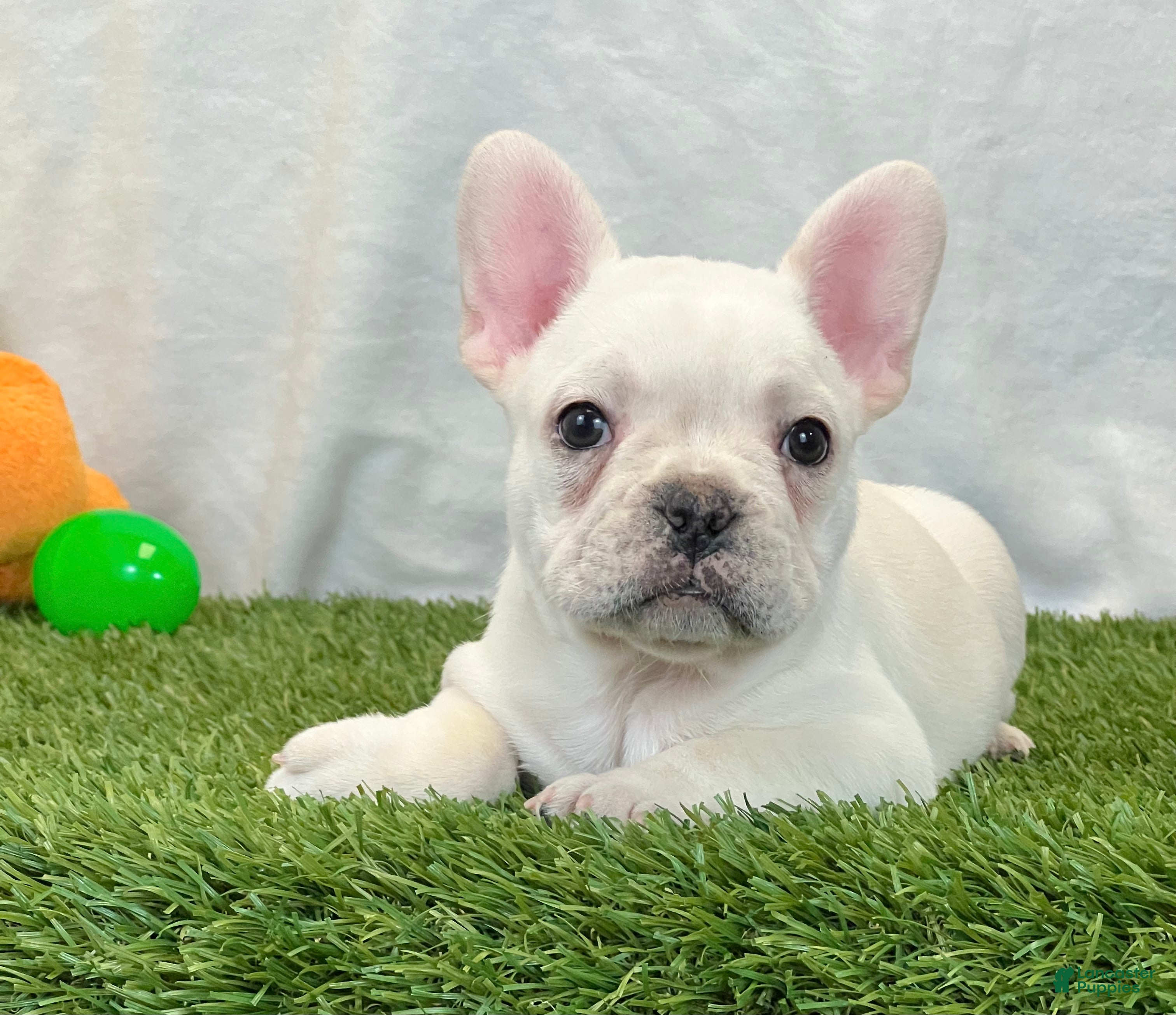 French Bulldog dogs Dozer - Ad 1