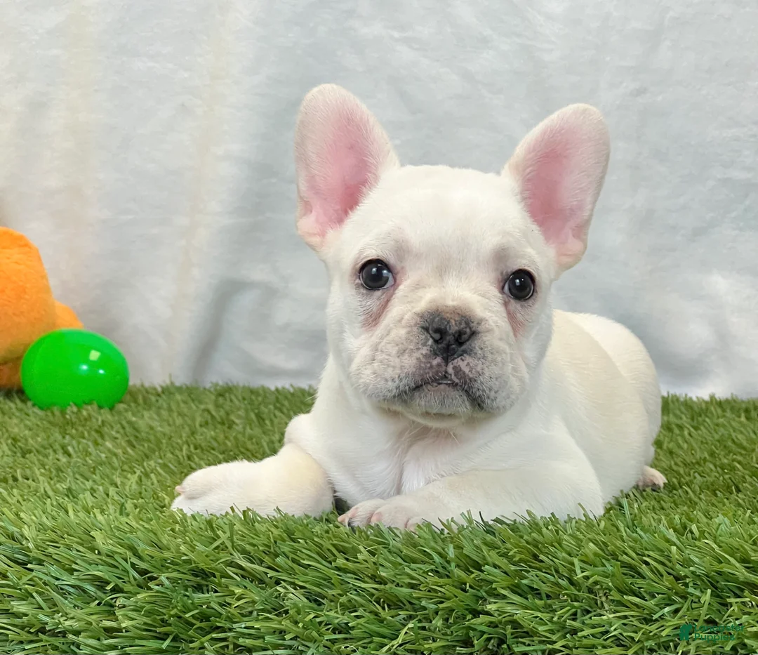 French Bulldog dogs for sale: Dozer - Ad 1