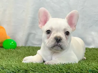 French Bulldog dogs for sale: Dozer - Ad 4