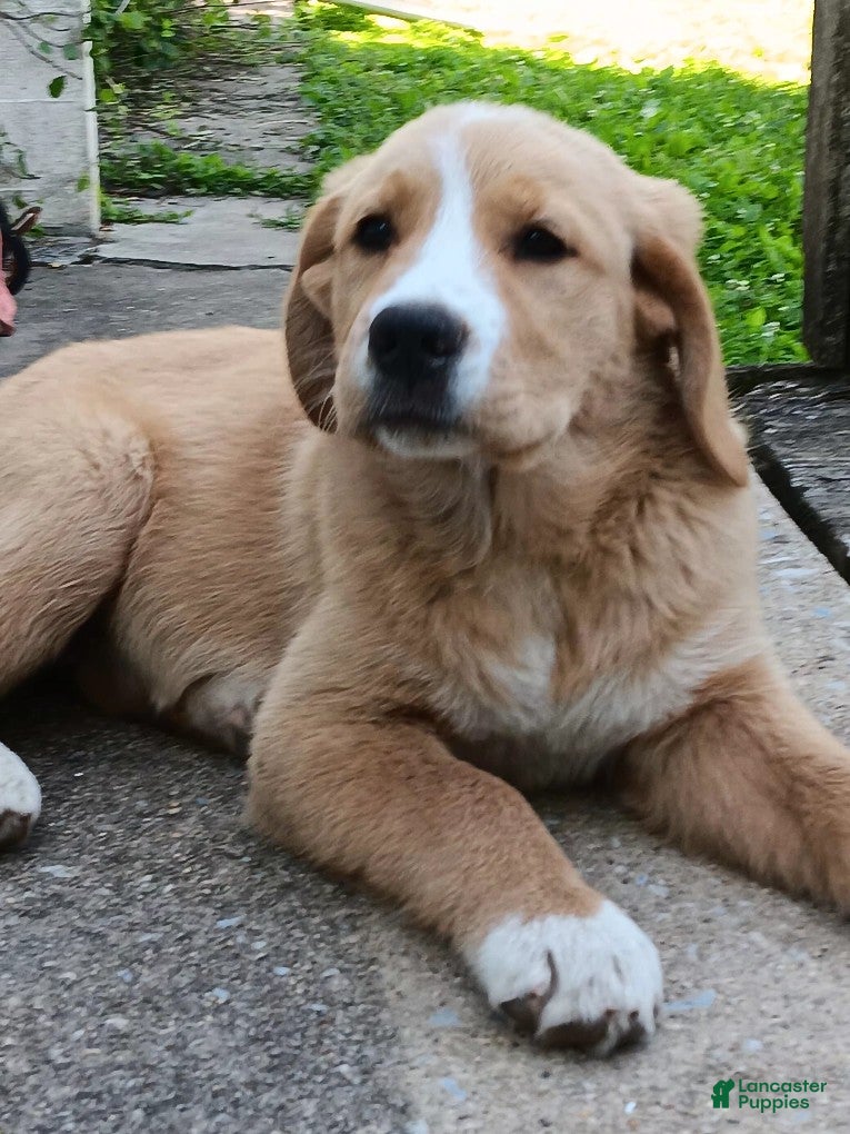 Mixed Breed dogs Daffy - Ad 1