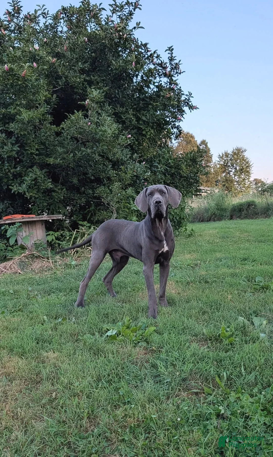 Great Dane dogs for sale: Yellow Collar Leo - Ad 5