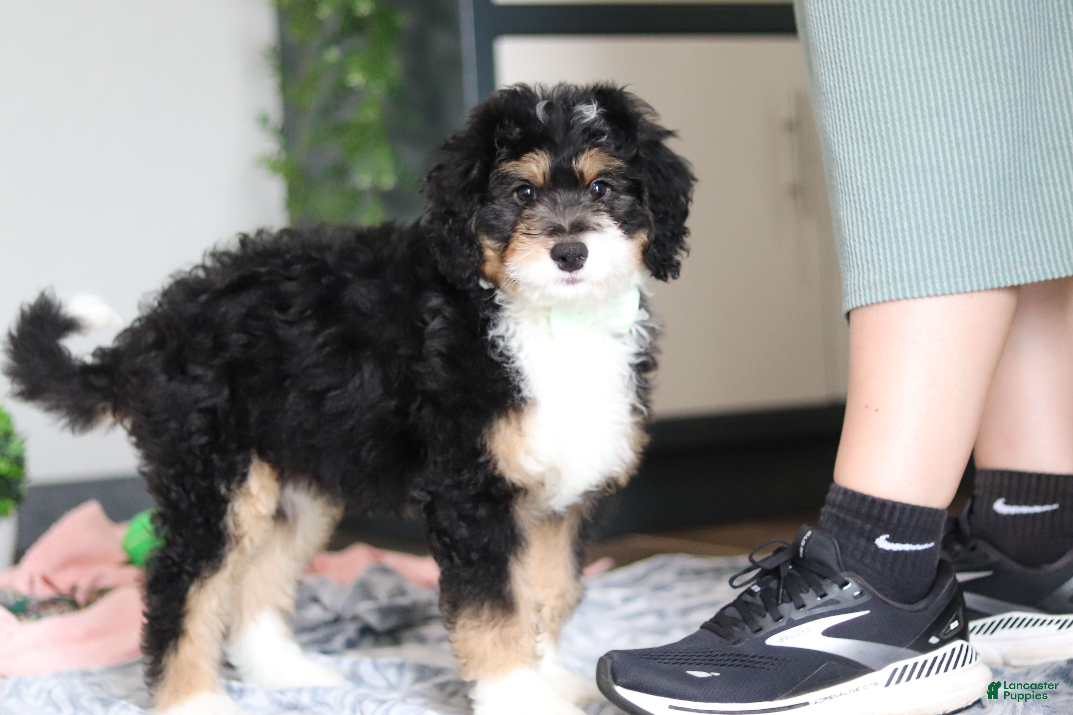 Mini Bernedoodle dogs for sale: Brock - Ad 5