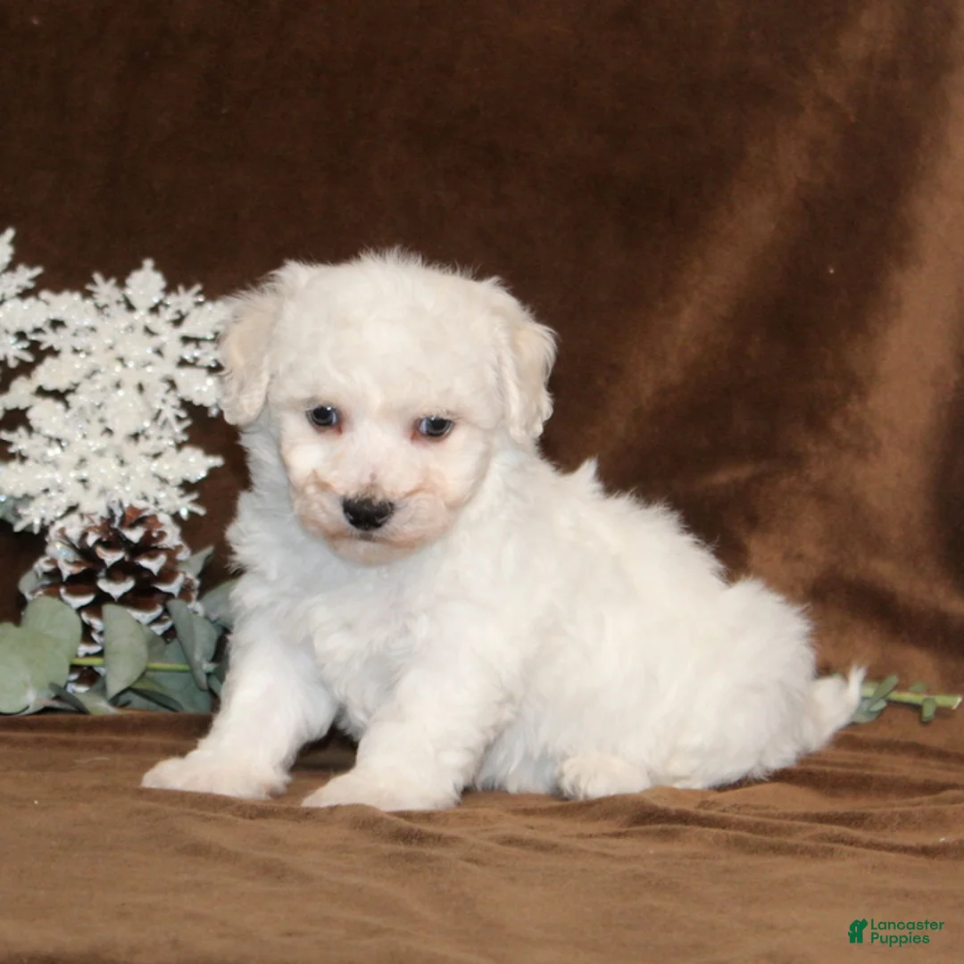 Bichon Frise dogs for sale: Tyson - Ad 4