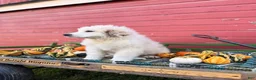 Great Pyrenees dogs for sale: Nicky - Ad 4