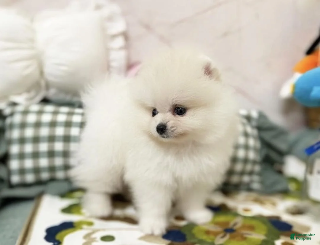 Pomeranian dogs for sale: Luna - Ad 2