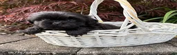 Shih Tzu dogs for sale: Luca - Ad 3