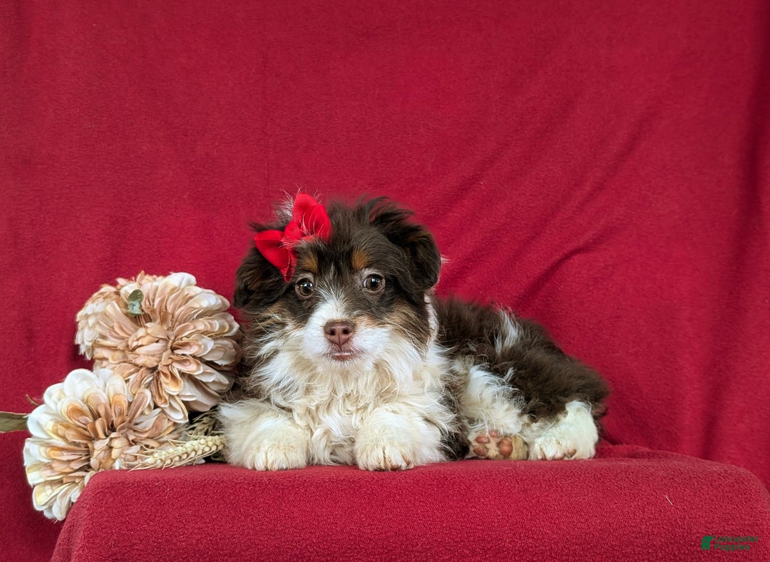 Mini Aussiedoodle dogs for sale: Brittney - Ad 6