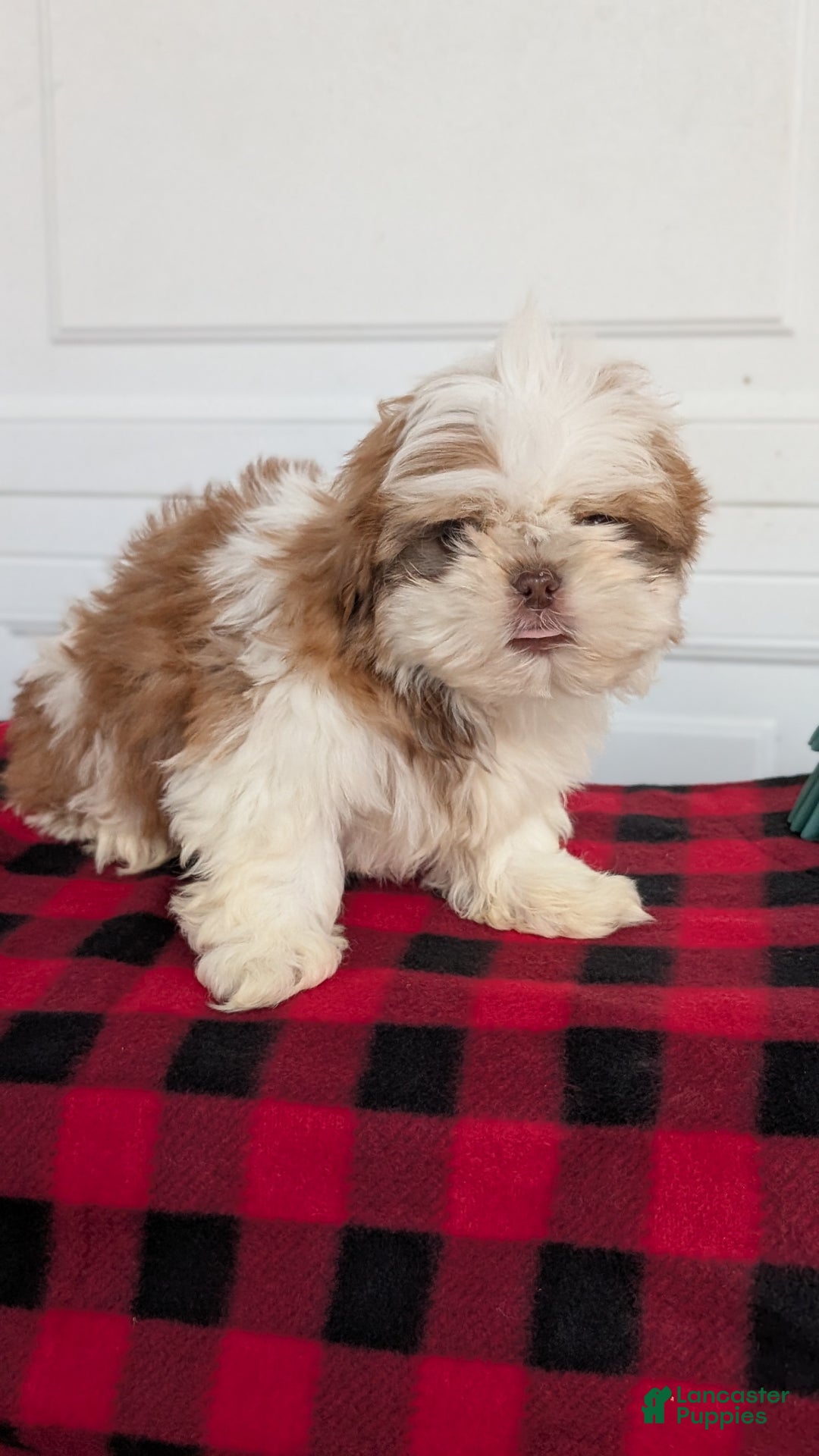 Shih Tzu dogs for sale: Mac - Ad 12