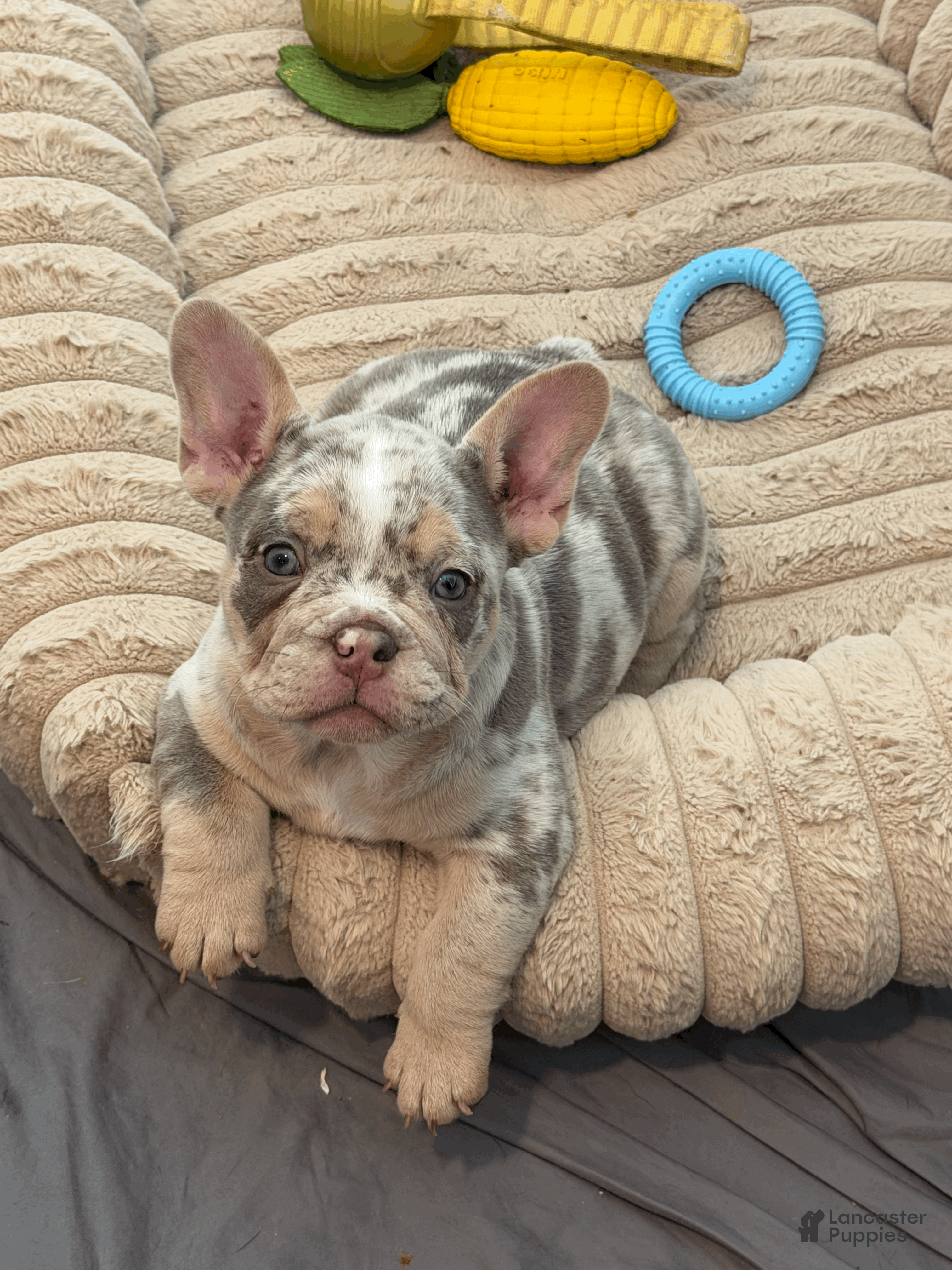 Mixed Breed dogs Fawn Merle, Micro Bully Female - Ad 1
