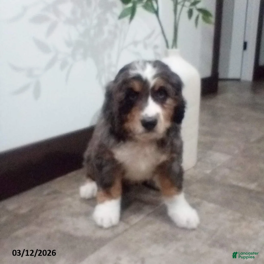 Bernedoodle dogs for sale: Maverick - Ad 1