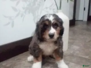 Bernedoodle dogs for sale: Maverick - Ad 3