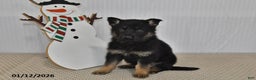 German Shepherd dogs for sale: Skye - Ad 2