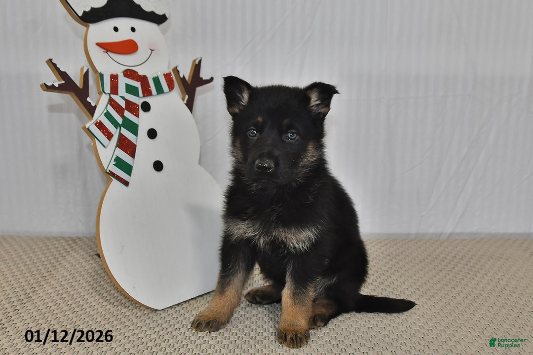 German Shepherd dogs for sale: Skye - Ad 2