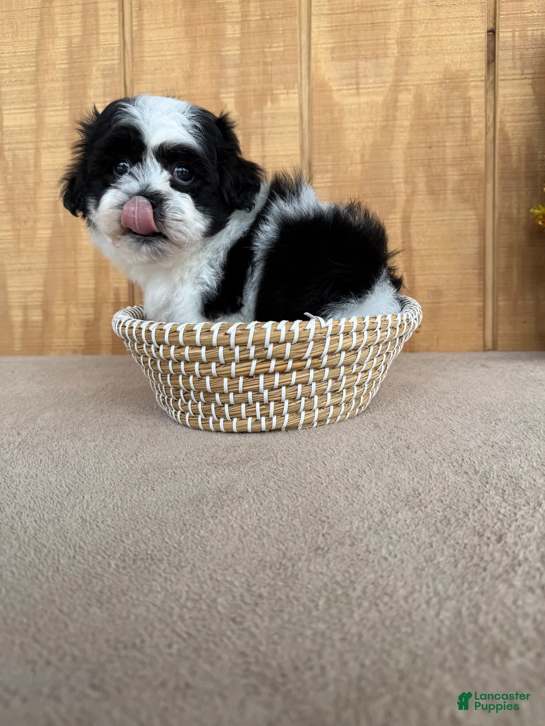 Teddy Bear dogs for sale: Fluffie - Ad 1