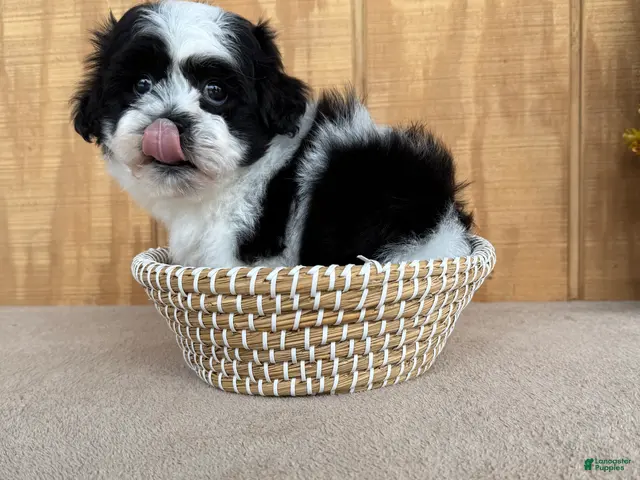 Teddy Bear dogs for sale: Fluffie - Ad 1