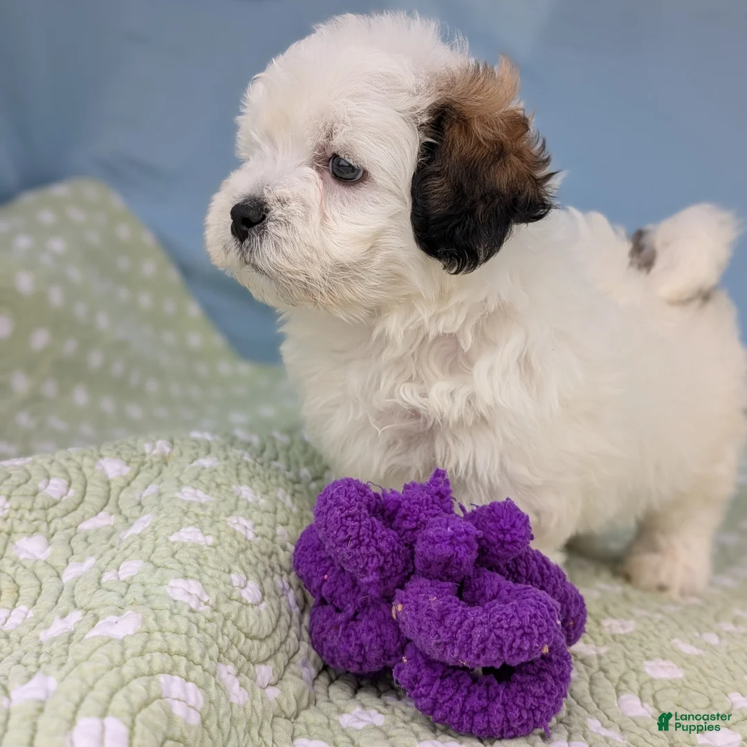Teddy Bear dogs for sale: Murder Marshmallow - Ad 12