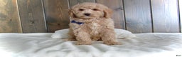 Mini Goldendoodle dogs for sale: Rusty - Ad 15