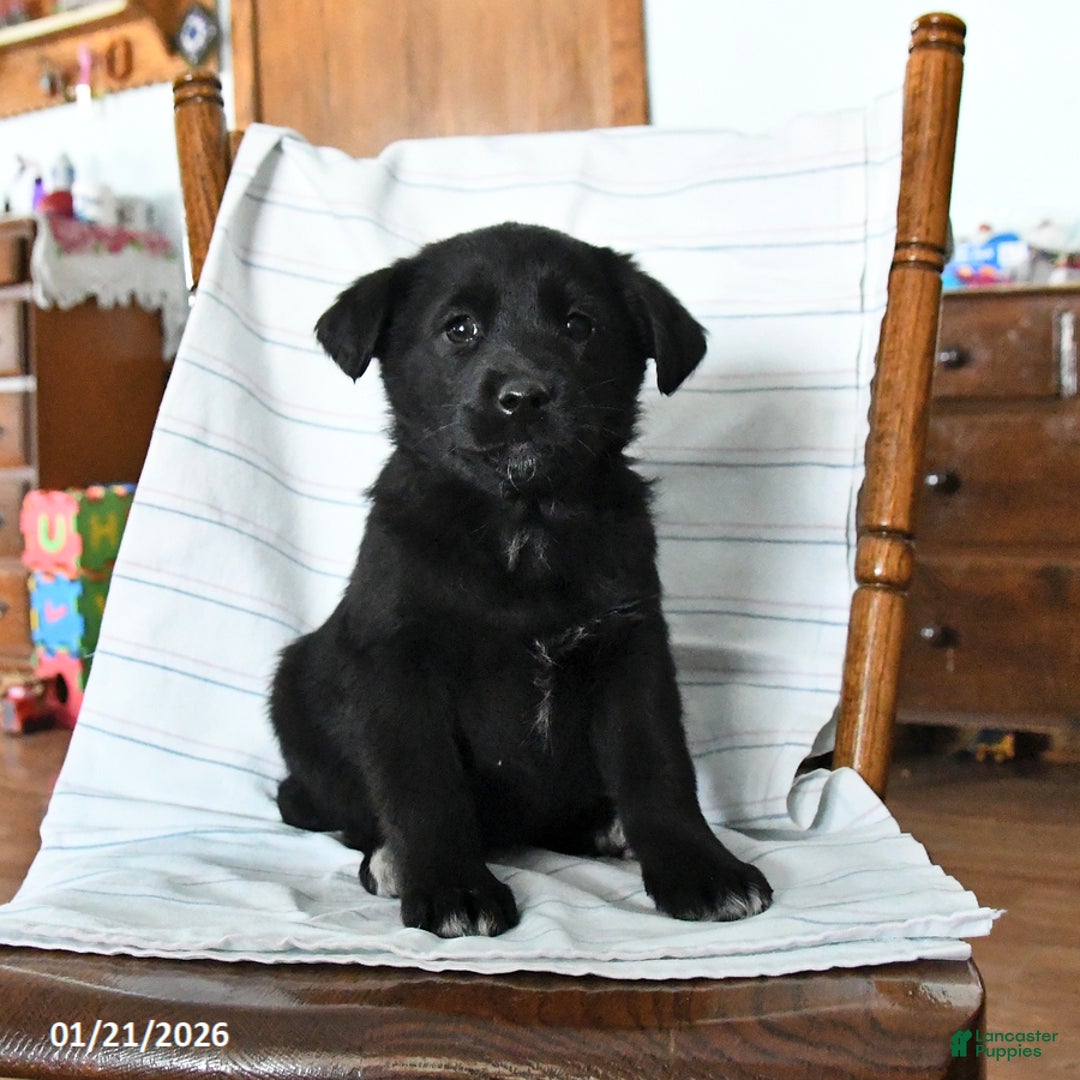 Mixed Breed dogs for sale: Trixie - Ad 3