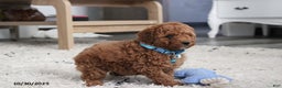 Toy Poodle dogs for sale: Patrick - Ad 16