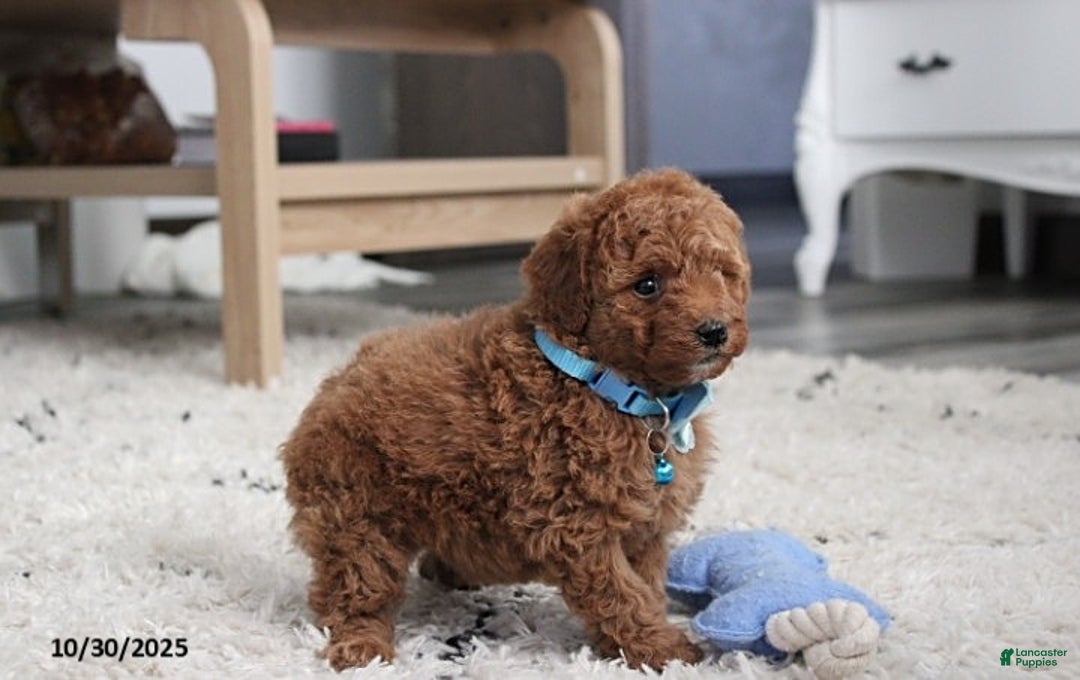 Toy Poodle dogs for sale: Patrick - Ad 16