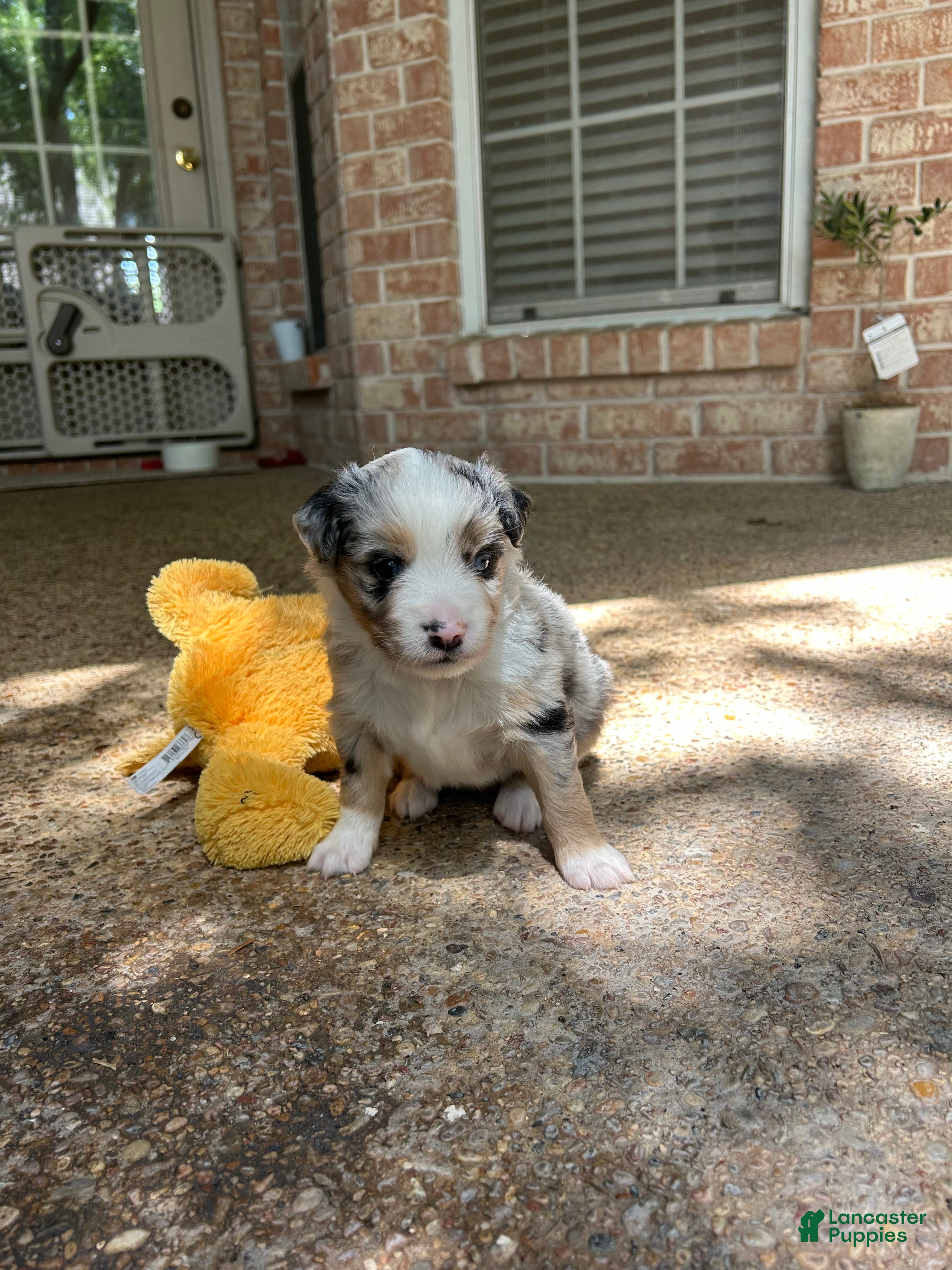 Miniature Australian Shepherd dogs for sale: Willa - Ad 5