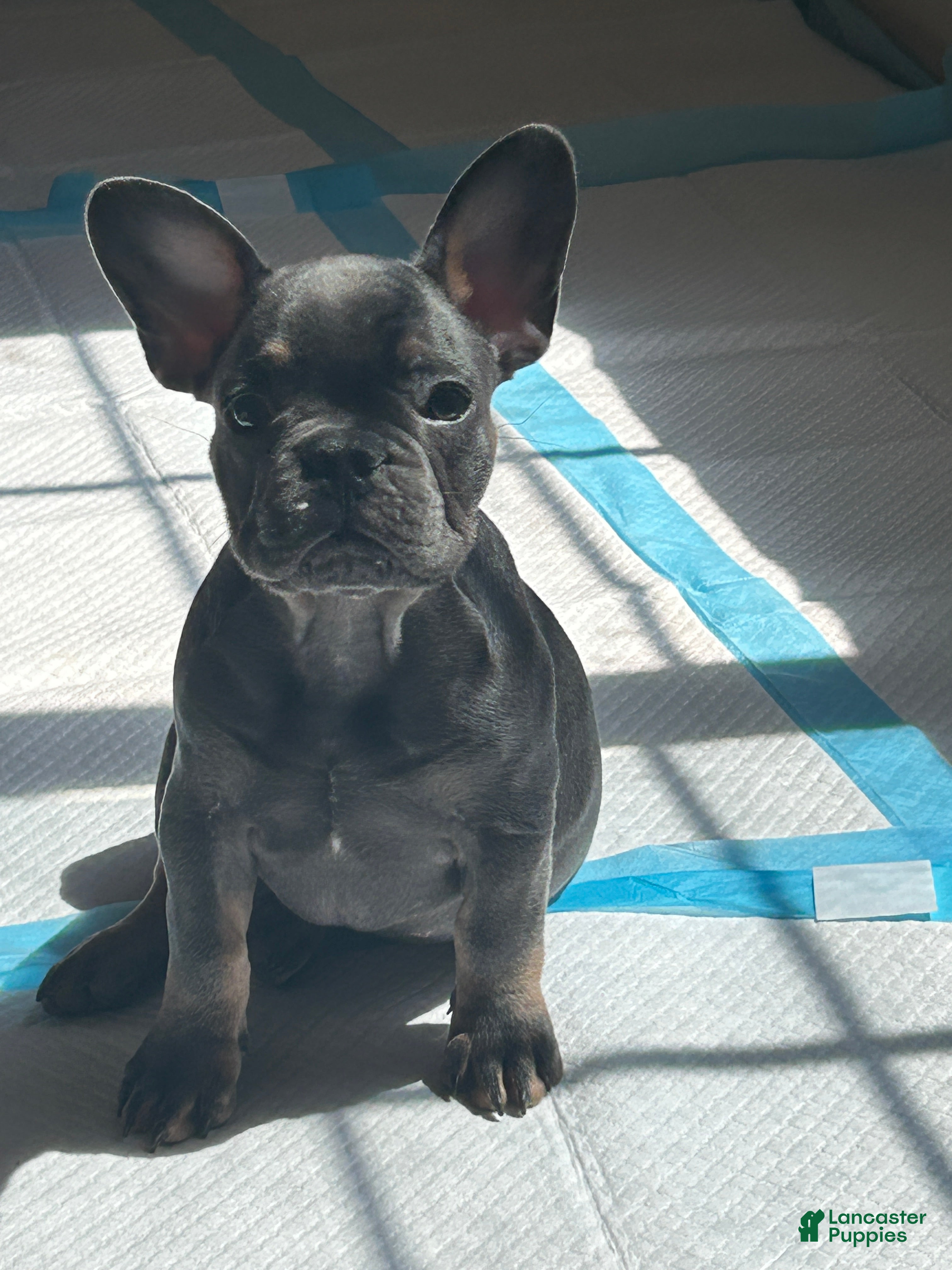 French Bulldog dogs French Bulldog Puppy 5 - Ad 33