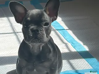 French Bulldog dogs French Bulldog Puppy 5 - Ad 28