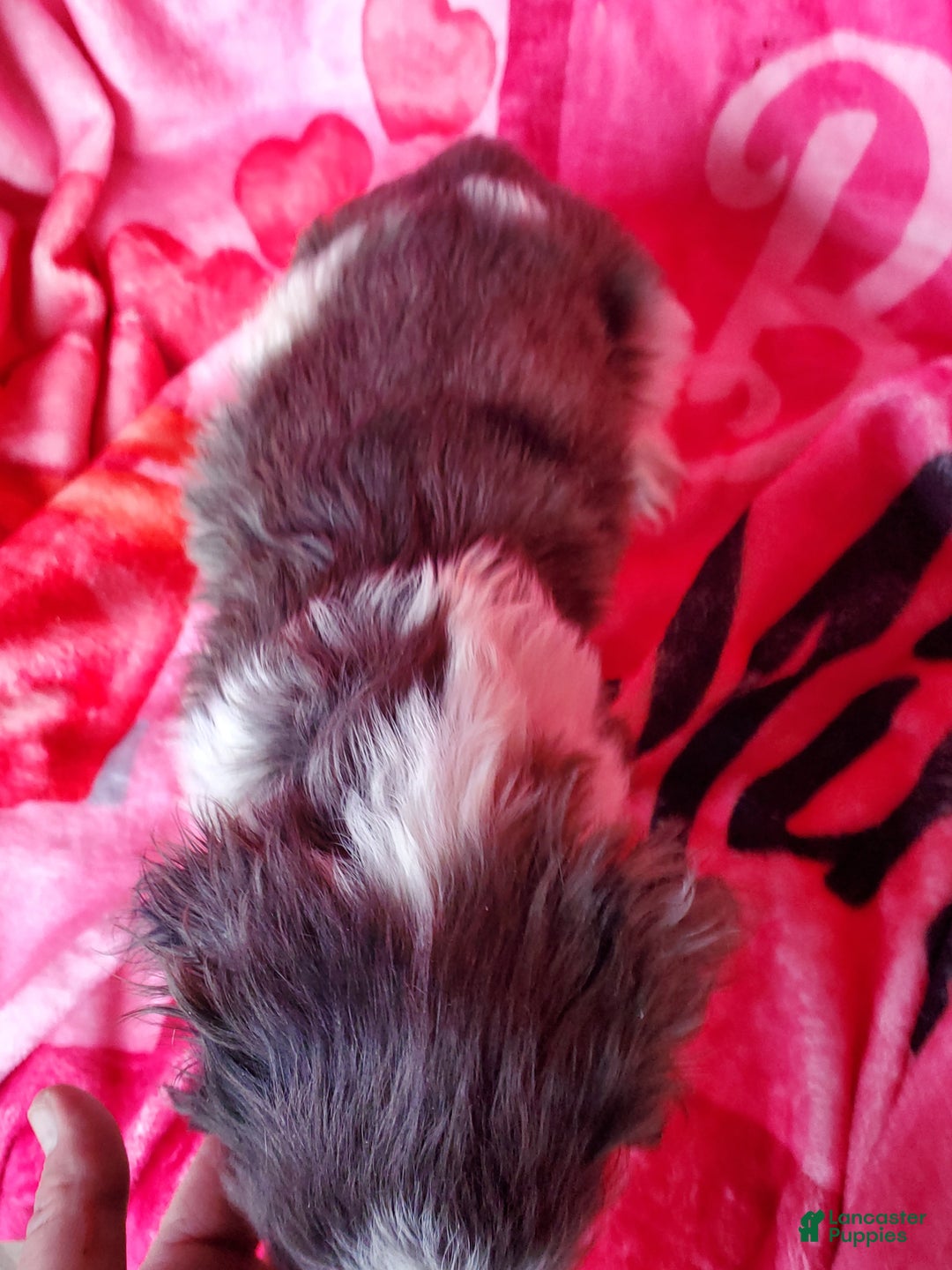 Cocker Spaniel dogs for sale: Thor (little one) - Ad 5