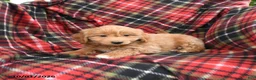 Mini Goldendoodle dogs for sale: Shane - Ad 4