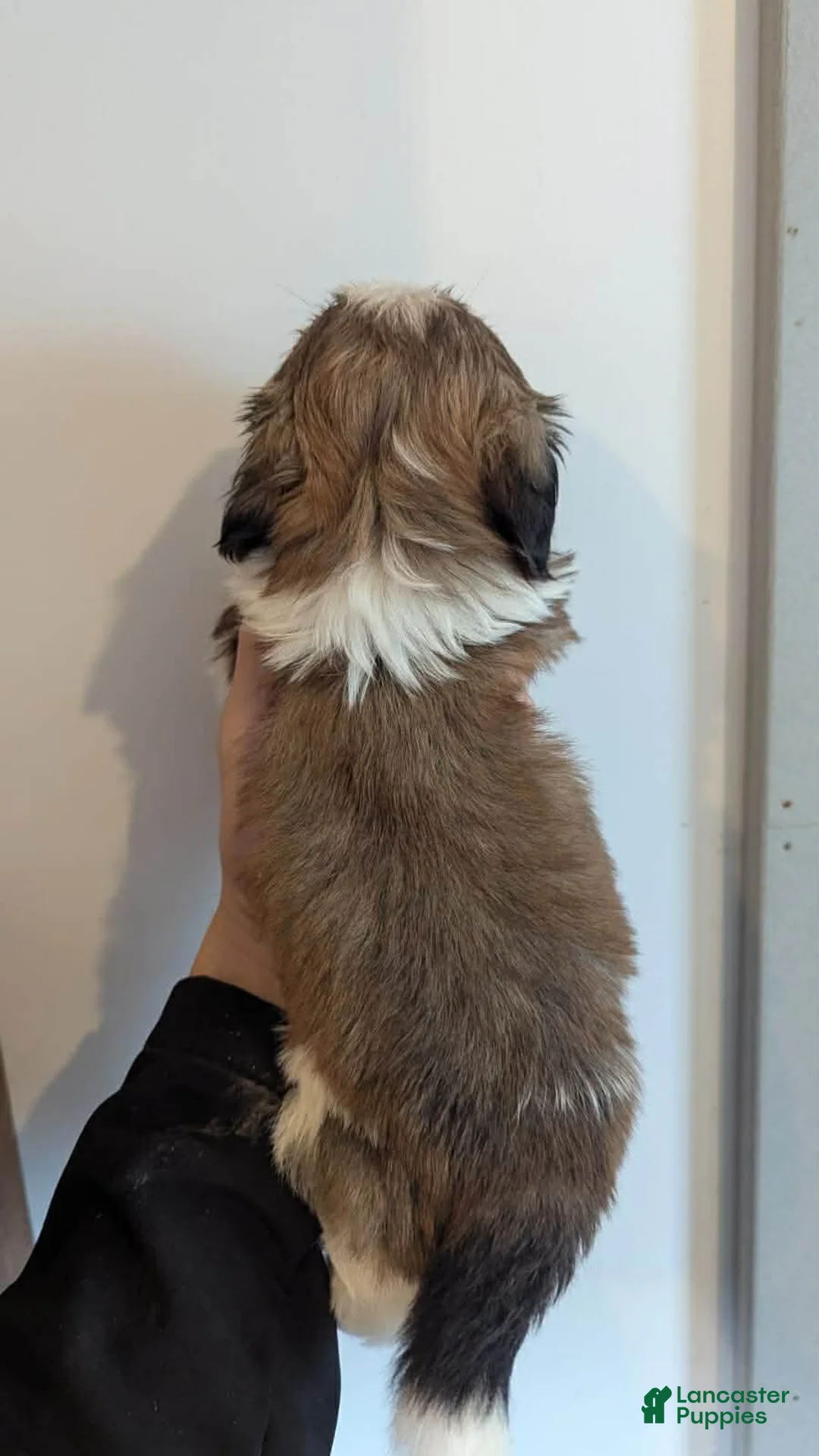 Shih Tzu dogs for sale: Summer - Ad 2