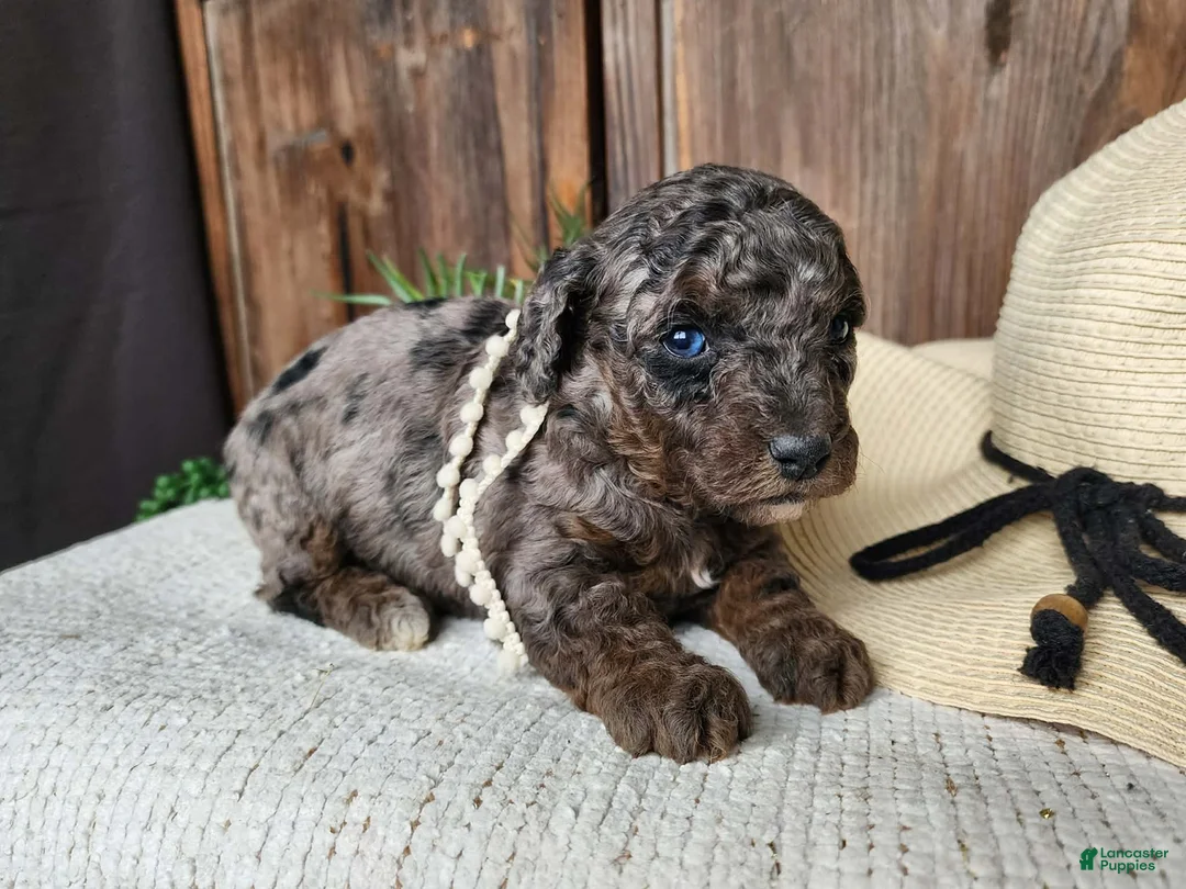 Mini Bernedoodle dogs for sale: Leasha - Ad 2