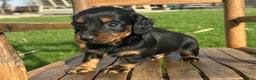 Dachshund dogs for sale: Freddy - Ad 2