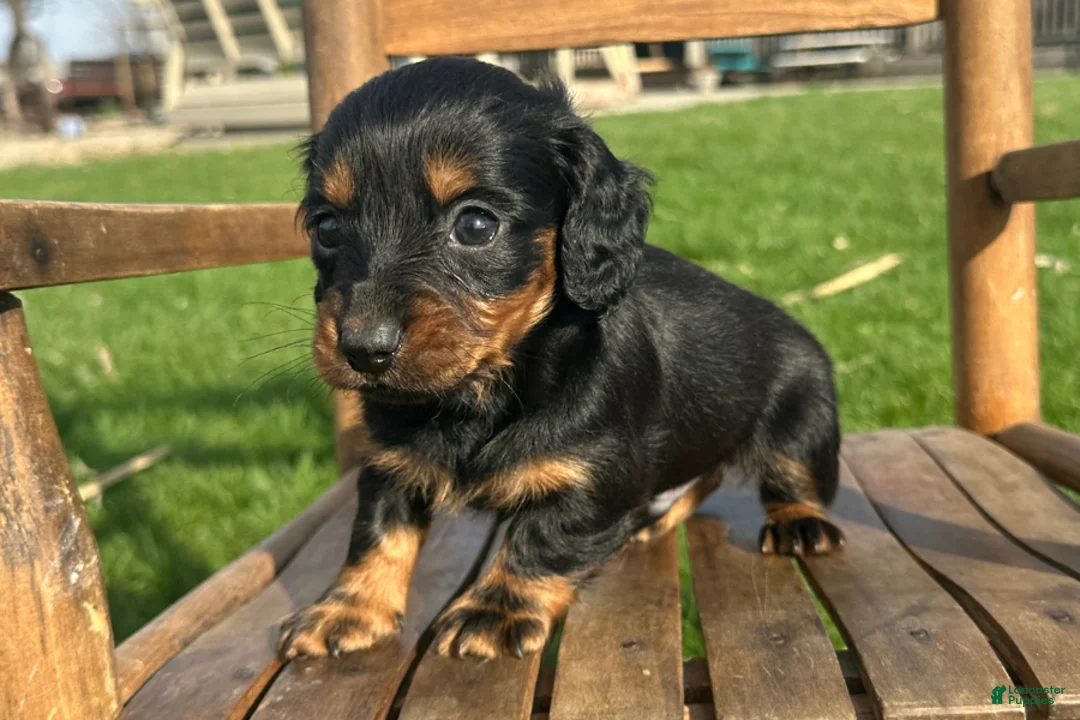 Dachshund dogs for sale: Freddy - Ad 2