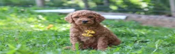 Standard Poodle dogs for sale: Alex AKC - Ad 3