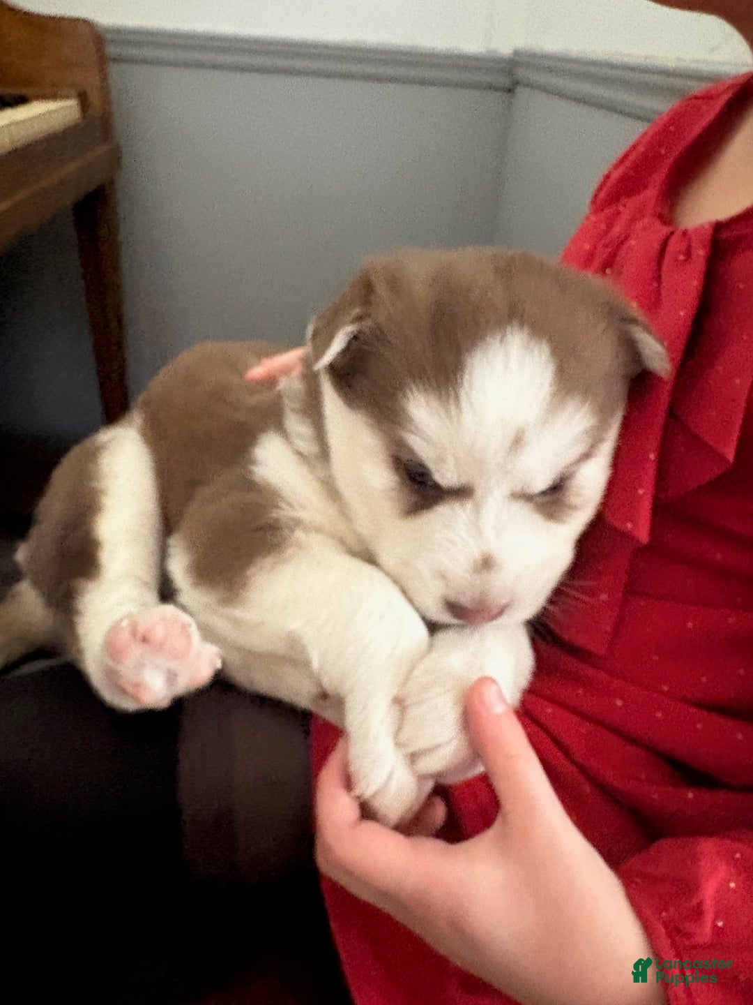 Mixed Breed dogs for sale: Sally - Ad 2