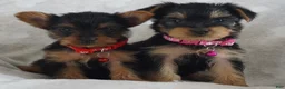 Yorkshire Terrier dogs for sale: Edge - Ad 3